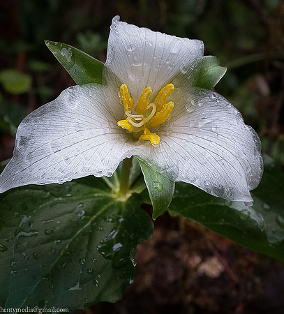 Trillium flower near Crescent City, CA