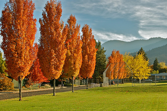 Trees in autumn, Ashland, OR