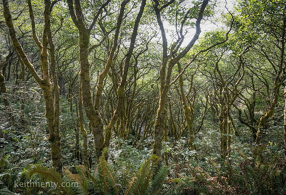 Trees at Nickel Creek, near Crescent City, CA