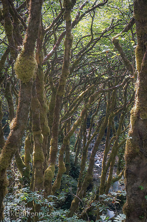Trees, Nickel Creek, near Crescent City, CA