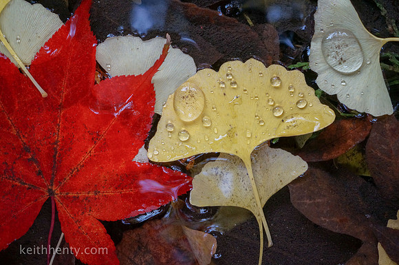 Leaves, Lithia Park, Ashland OR
