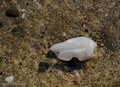 Shell in water, Gonzaga bay