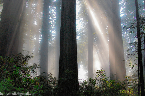Redwoods, Del Norte county, California