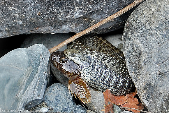 Snake eating fish, rocks near Smith River, Del Norte County, CA