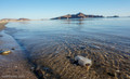 Shell in water, Gonzaga bay