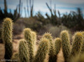 Cactus, just off the road leading in to Bahia de Los Angeles
